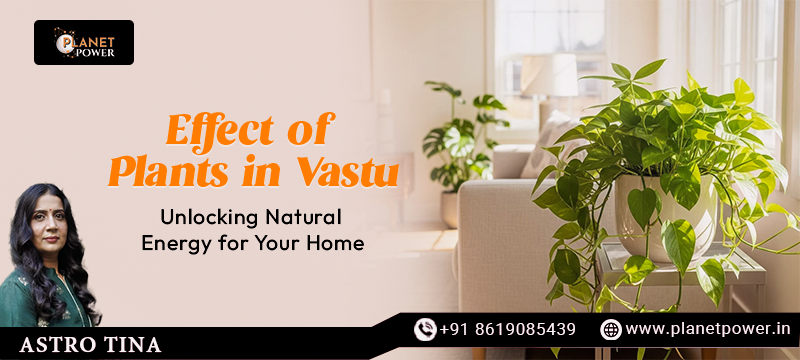 Effect of Plants in Vastu – Unlock Natural Home Energy